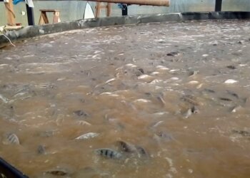 Tilápia – Bioflocos