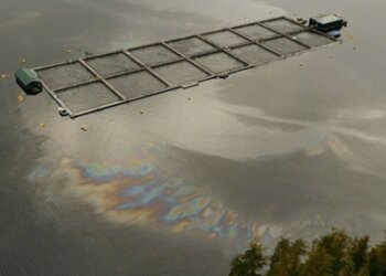 Efeitos fisiológicos da exposição de peixes à gasolina