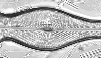 Didymosphenia geminata: Ação incrustante em usinas hidrelétricas de energia.