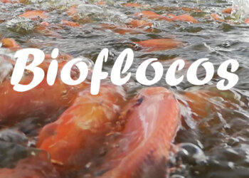 Cultivo em Bioflocos Utilizando Energia Solar