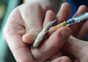 Reprodução induzida em lambaris