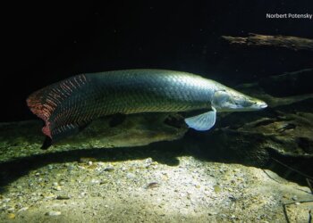 Cuidado parental do arapaima: o gigante da amazônia