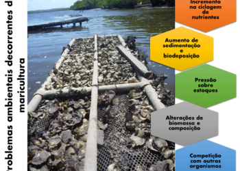 Sustentabilidade no cultivo de moluscos bivalves