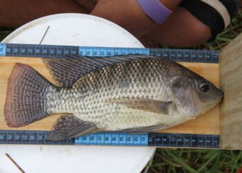 Novas tecnologias para estimativa da biomassa na piscicultura