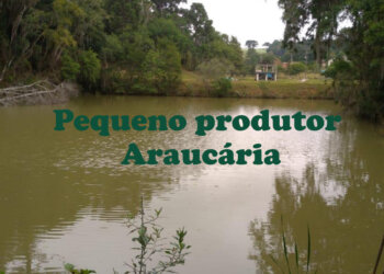 Pequenos Produtores de Araucária