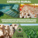 Crédito Rural – Saiba como Obter