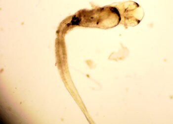 Comportamento fototático de pós-larvas de lambaris