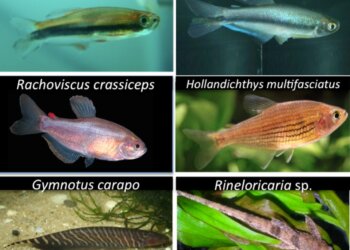 Peixes nativos da Serra do Mar no mercado ornamental