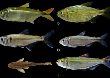 Diversidade de peixes em três tributários do rio São Francisco