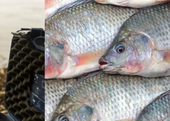 Verticalização na cadeia produtiva de peixes